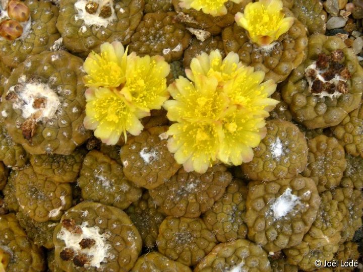 Copiapoa hypogaea P1130384